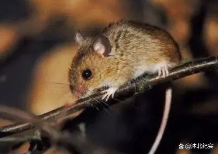 4月开始春风拂面，福气满满，会时来运转的生肖，你知道有谁吗？