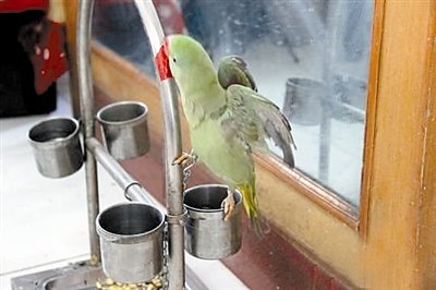 甩鸟舞的英文歌词