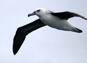 天上的飞鸟有哪些？