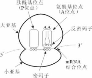 游离核糖体的介绍