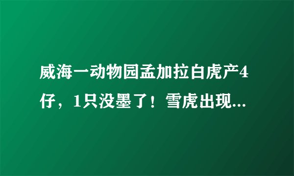 威海一动物园孟加拉白虎产4仔，1只没墨了！雪虎出现的概率是多大？