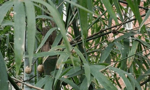 熊猫最爱吃的10种食物