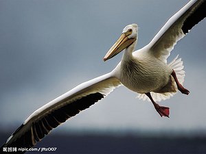 天上的飞鸟有哪些？