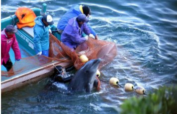 近日,日本开始年度海豚捕猎活动,这些被捕捉的海豚最后会怎么处置?