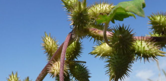 有哪些植物妈妈传播种子的方法？写在下面。