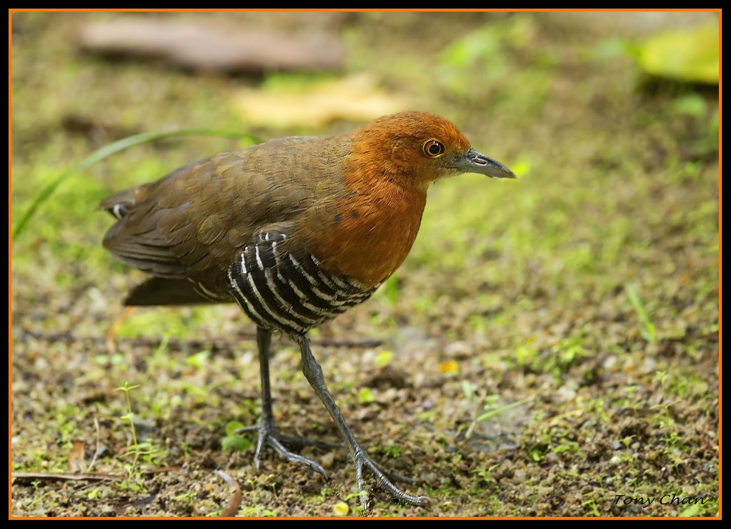 白喉斑秧鸡的生活习性