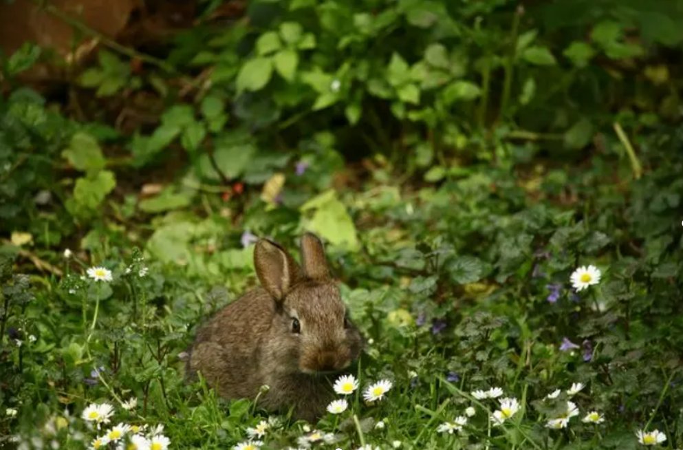 新春祝福兔年成语