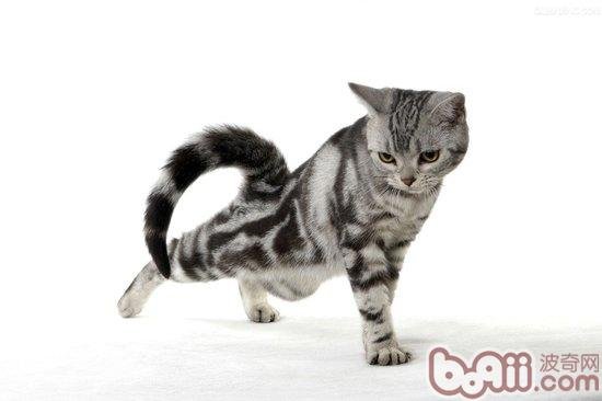 怎么修剪猫咪的尾毛？