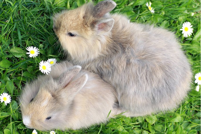 贤才君子指的是什么动物