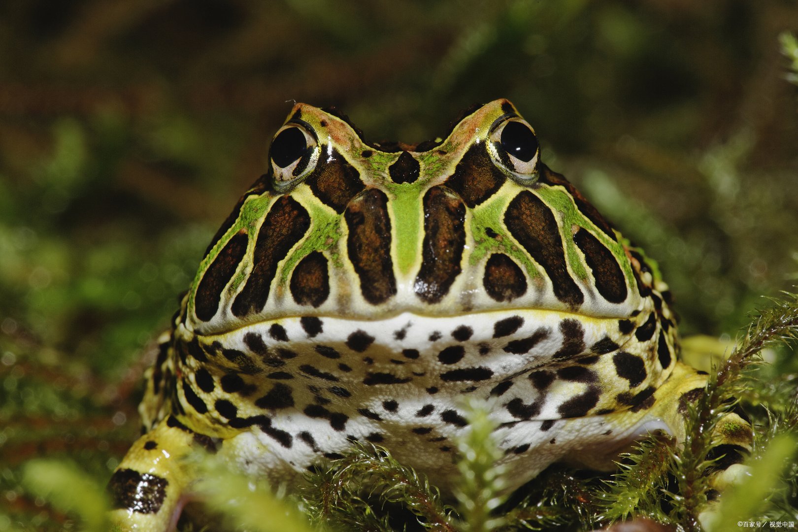 角蛙在宠物蛙中可是网红级别的存在，那么角蛙好养吗？