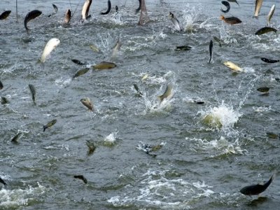 四川高温停电致数万斤鱼缺氧死亡!怎样可以将损失降到最低？