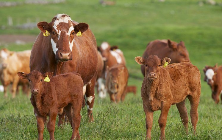 牛是不是色盲？