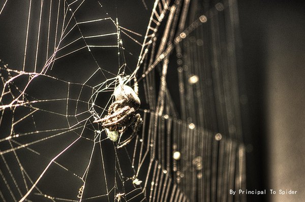 夜蜘蛛的世界分为上、中、下三层。