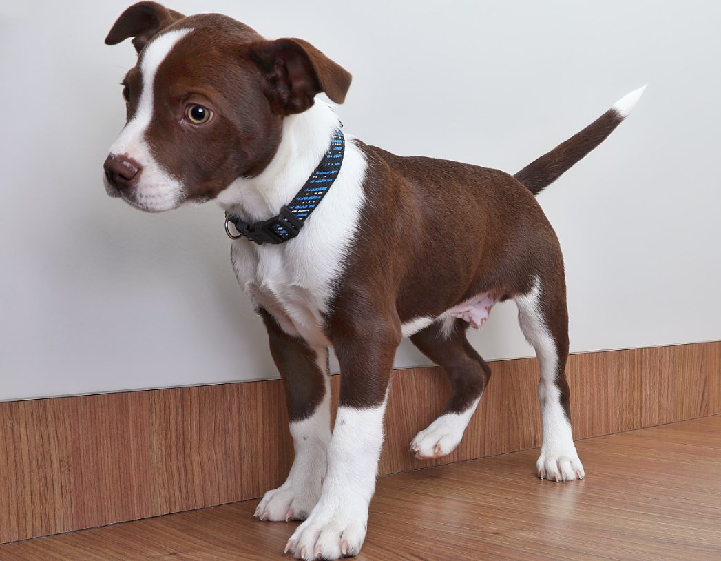 穷追不舍的动物是什么生肖