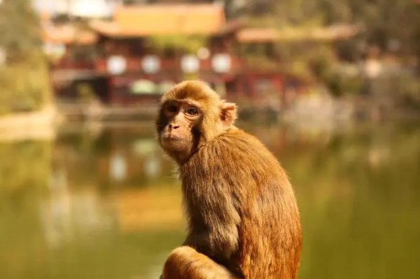 牵萝补屋是什么生肖正确解释