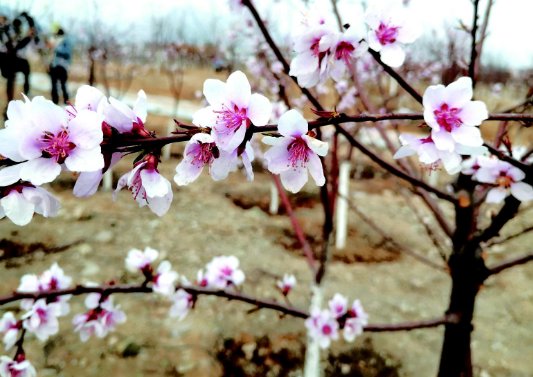 形容鲜花盛开的优美句子