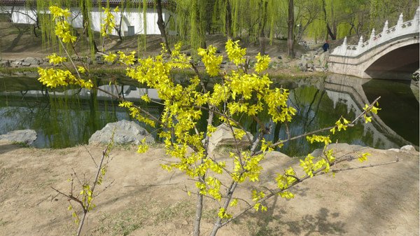 落英纷飞的历史