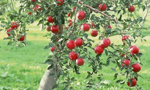 熊猫最爱吃的10种食物