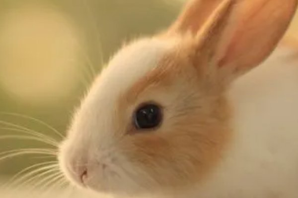 黑牛白角打一生肖一动物