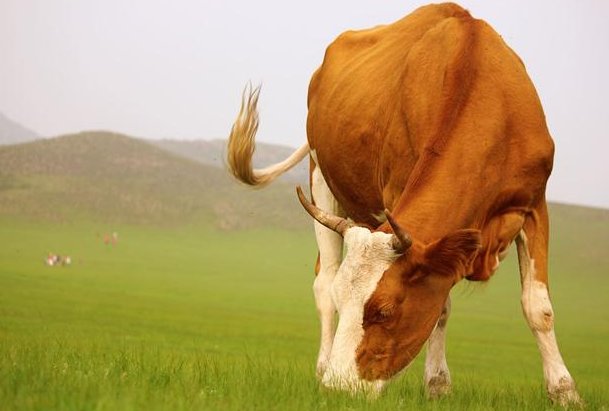 2023.9.6.卸磨杀驴打一生肖