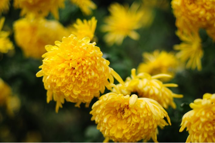 重阳节的诗句七言绝句