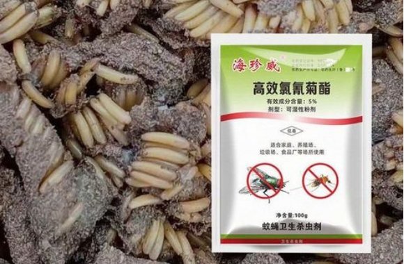 苍蝇怎么消灭 最有效的方法