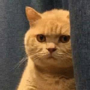 求《 V.G.NEO 》动漫中字链接