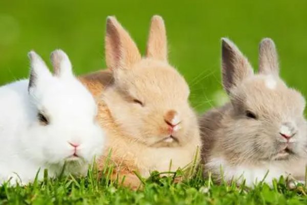 黑牛白角打一生肖一动物