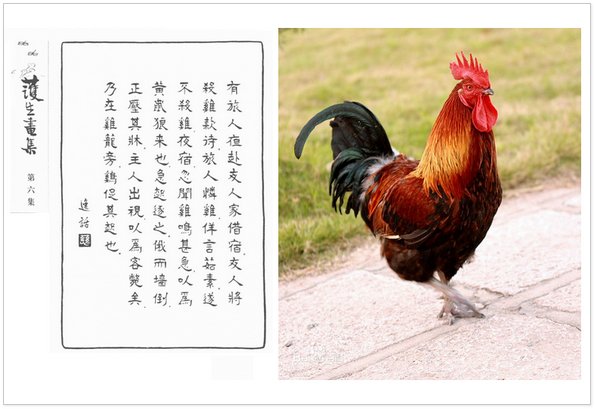 “鸡感谢人们不杀之恩”这一俗语的出处是哪里？