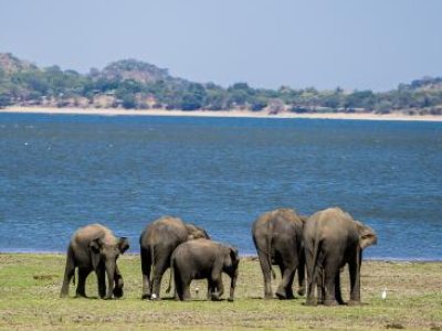 泰国一名游客喂大象时被卷起暴摔,目前游客的情况如何了?