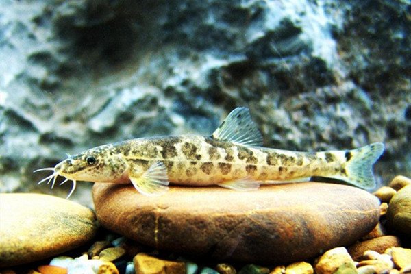 中国科学家发现4.1亿年前鸭吻鱼类，此鱼类有何特点？