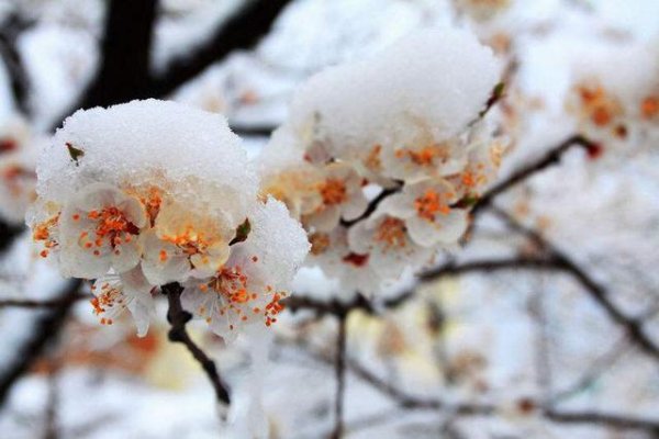 关于描写阳春三月雪化飘落的诗词