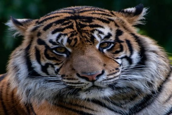 指出卖岭打一生肖