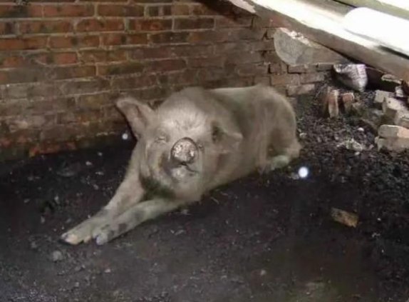 “猪坚强”回家了，它在那场灾难中经历了什么？