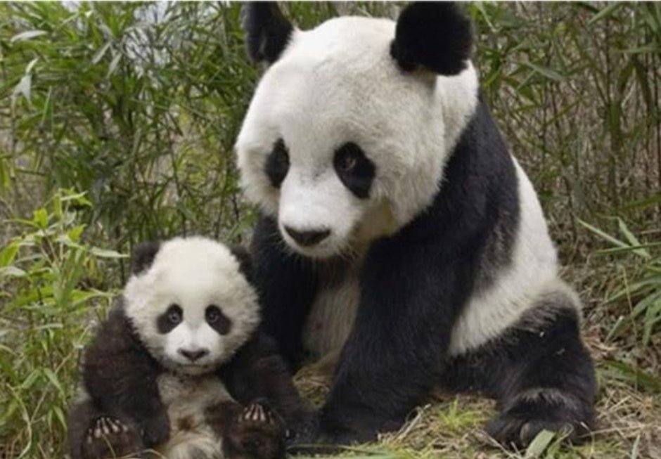 旅美熊猫产下幼崽，幼崽的后续抚养将如何进行？