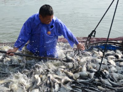 四川高温停电致数万斤鱼缺氧死亡!怎样可以将损失降到最低？