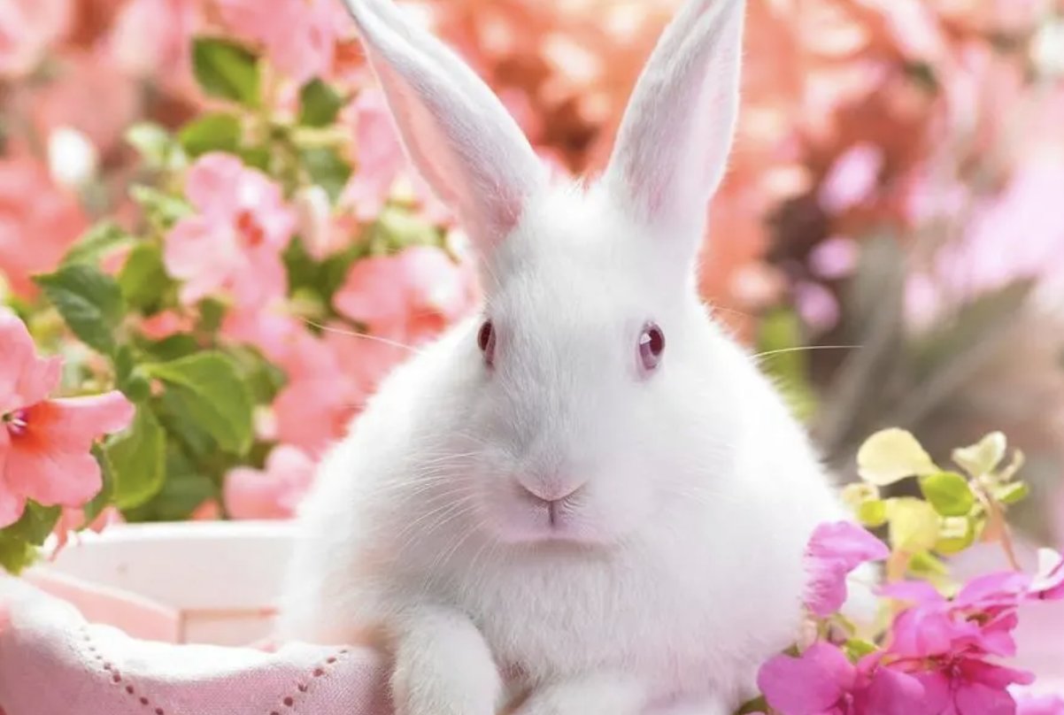 家风败坏猜一生肖