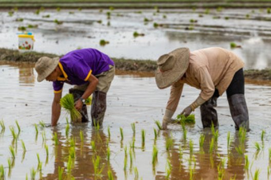 梦见插秧是什么预兆梦见插秧是什么意思