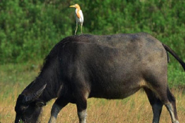 人怕出名猪怕壮下一句歇后语是什么？