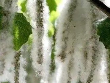 杨树毛毛絮要飘多久才会飘完？