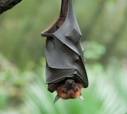 新冠病毒来源于蝙蝠？