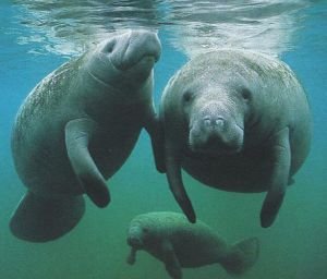 史德拉海牛的介绍