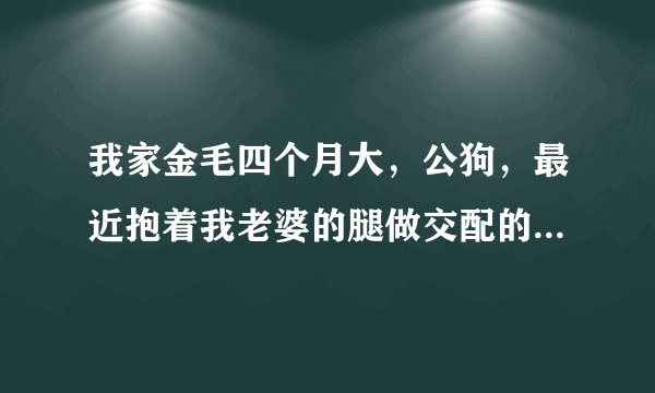 我家金毛四个月大，公狗，最近抱着我老婆的腿做交配的动作，但是不对我做，怎么办？什么意思这是