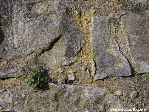 杀人蛇的调整信息