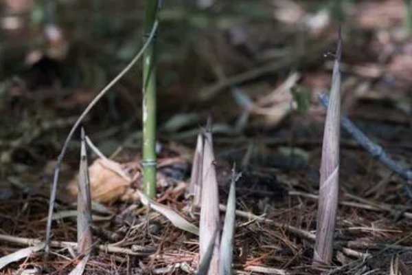 -我们和地球猜一猜:菜肴中的