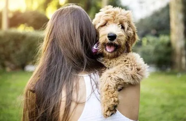 狗的dna和人的dna差多少？