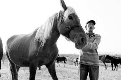 渤海马的品种特性