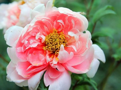 国色天香是指什么花