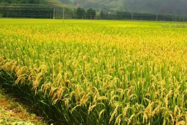 春季农事活动有哪些