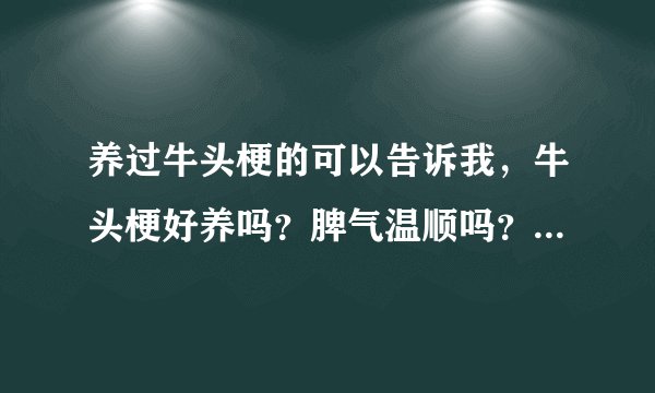 养过牛头梗的可以告诉我,牛头梗好养吗?脾气温顺吗?乖不乖?